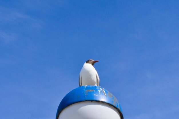 Seagull standing on lampshade on the Baltic Sea by the sea The bird looks sunset