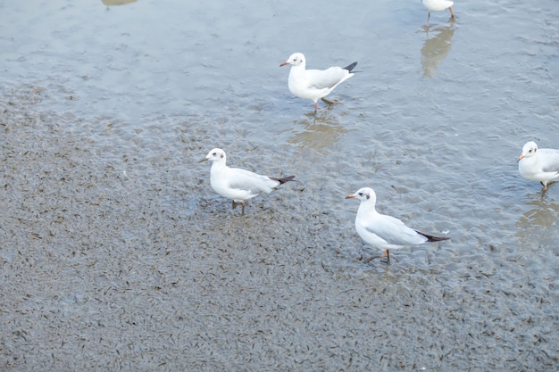 Seagull standing on mud in Bangpoo