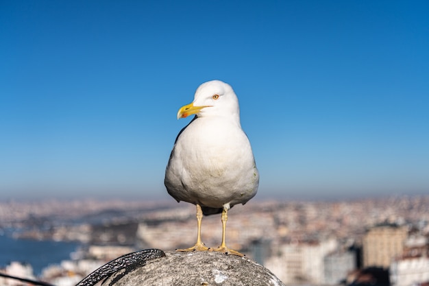 写真 街の屋根の上にカモメ立って