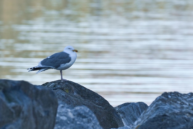 Seagull standing on a rock by the fjord in Norway Seabird in Scandinavia Landscape