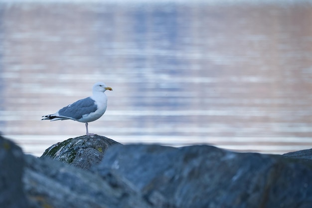 Seagull standing on a rock by the fjord in Norway Seabird in Scandinavia Landscape