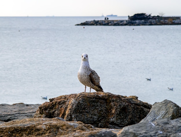 Seagull standing on the rock looking to land sea is behind.