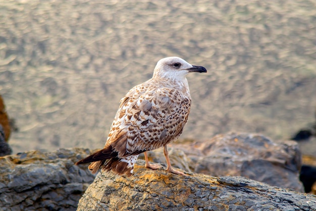 Seagull standing on the rock searching sea.