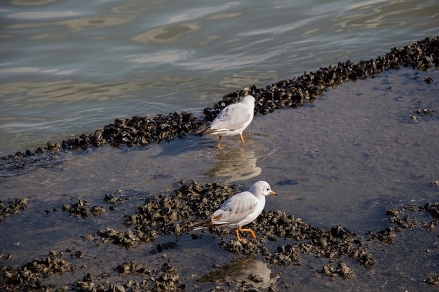 Photo seagull standing on the shore by the sea