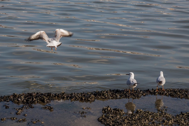 Seagull standing on the shore by the sea