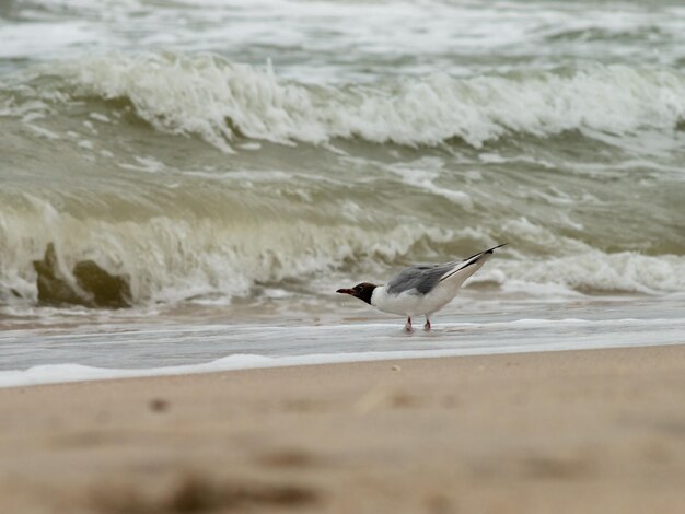 A seagull standing on the shore looks at the waves