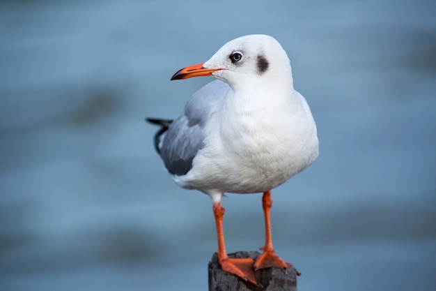 Seagull standing on a wooden pole