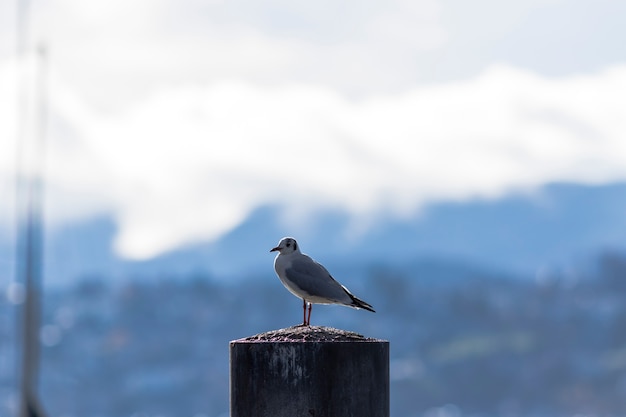 Seagull standing on a wooden post