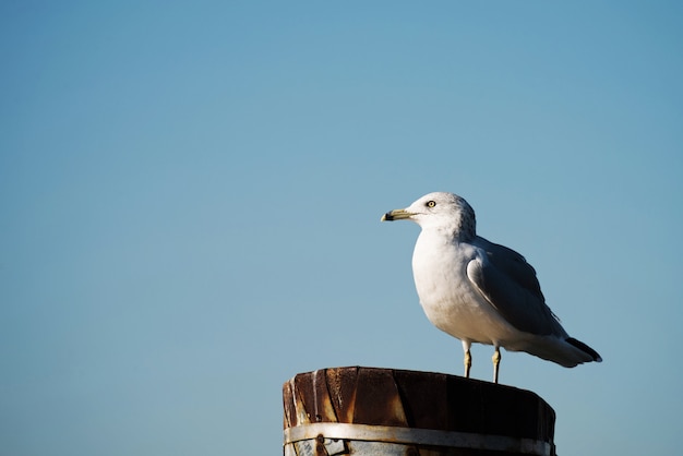 Seagull stands on top of a metal pole