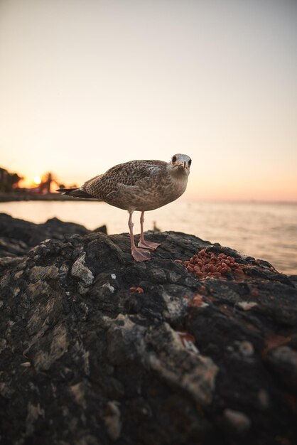 石の上のカモメ海辺の日没時に鳥カモメの広角クローズ アップ