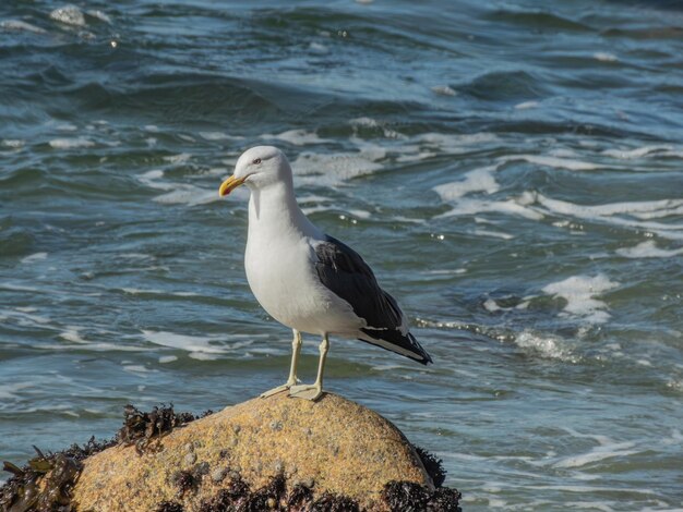 a seagull stranding on an ocean rock