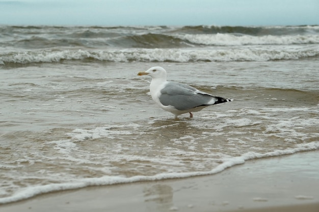 Seagull in summer on the beach