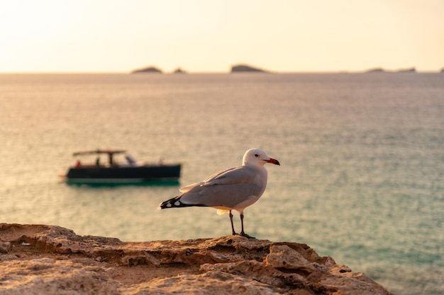 A seagull at sunset in Cala Comte beach on the island of Ibiza Balearic