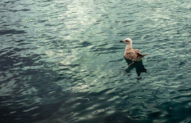 Seagull swimming in green sea alone