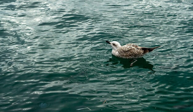 緑の海だけで泳ぐカモメ