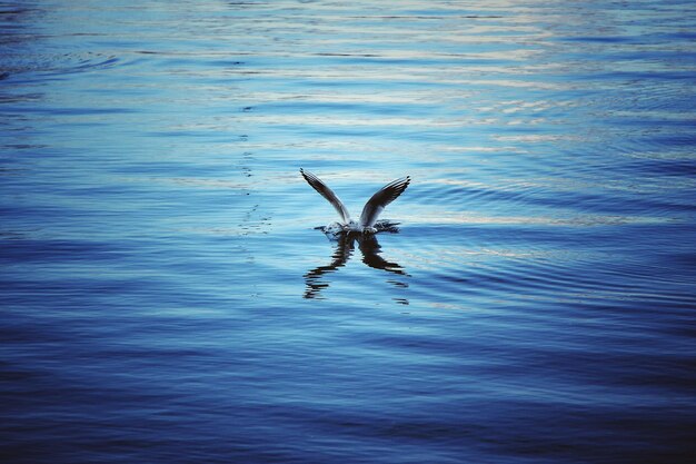 写真 水の中を泳ぐカモメ