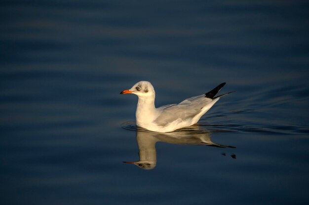 Photo seagull swimming in lake