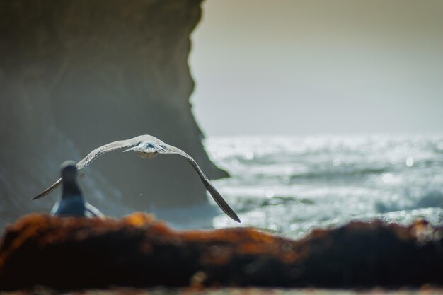 Photo seagull swimming over sea against sky