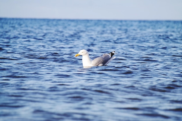 海で泳ぐカモメ