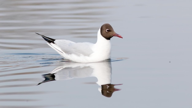 A seagull swims across the lake