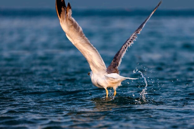 Foto il gabbiano che decolla dal mare