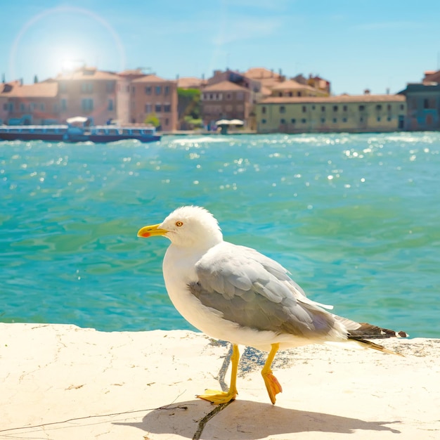 Seagull in Venice