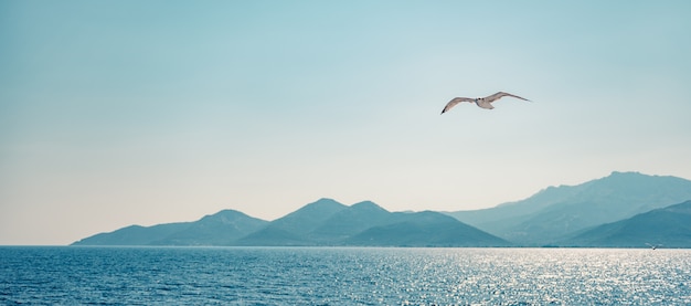 Seagull vliegen over zee