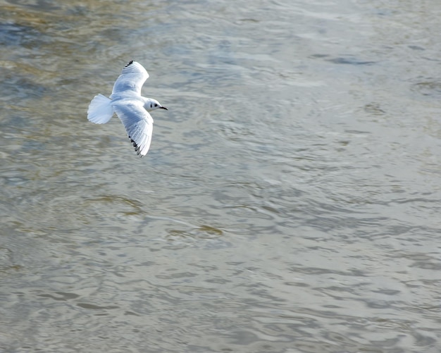 Seagull vliegt op de blauwe lucht. Toon duidelijk het volledige lichaam