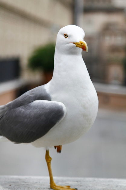 Seagull vogel