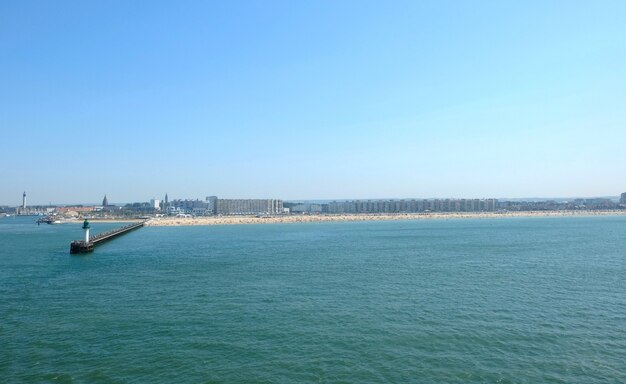 Seagull voor White Cliffs of Dover