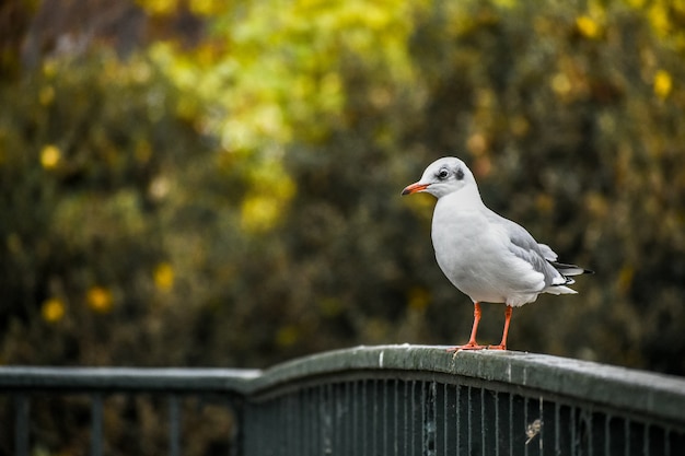 Photo seagull waiting in a park