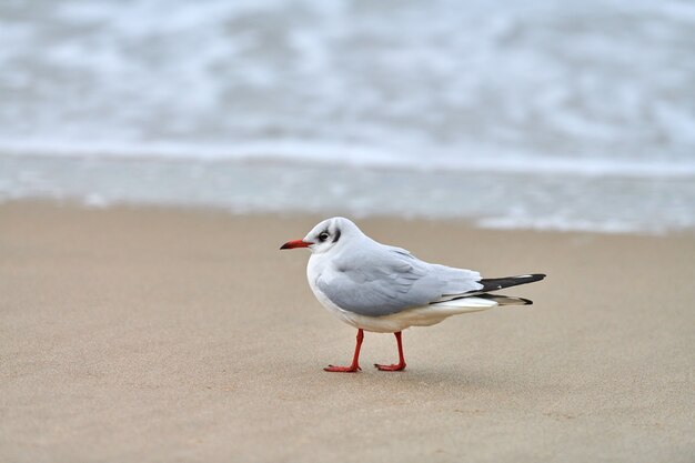 Seagull walking along seashore