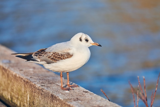 Seagull walking along shore next to sea on sunny summer day