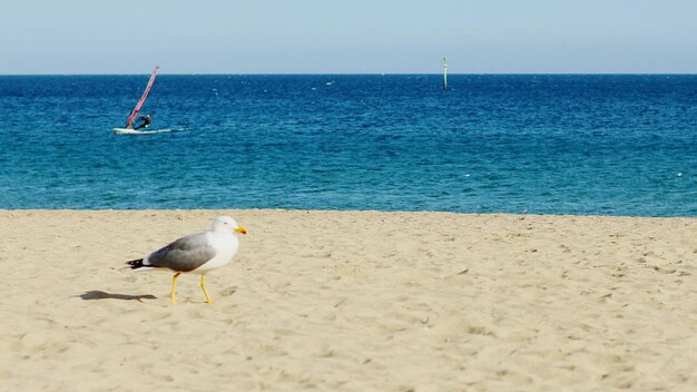 Foto un gabbiano che cammina sulla spiaggia