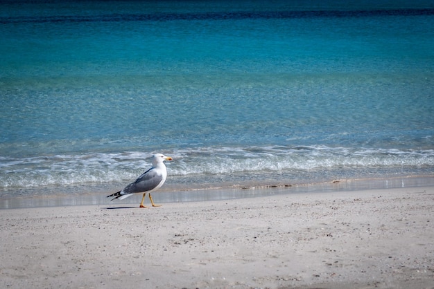 Seagull walking on desert beach