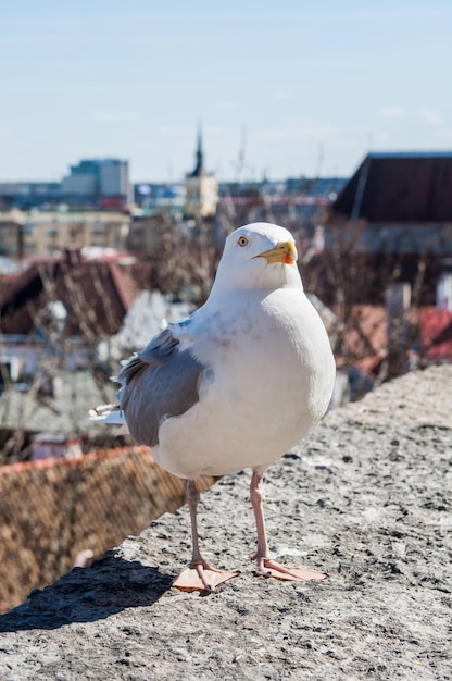 Seagull walking on a rooftop on a building in the old town city center of tallinn estonia europe