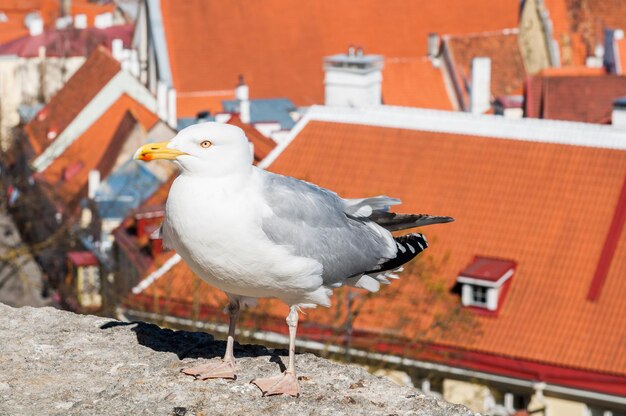 Seagull walking on a rooftop on a building in the old town city center of tallinn estonia europe