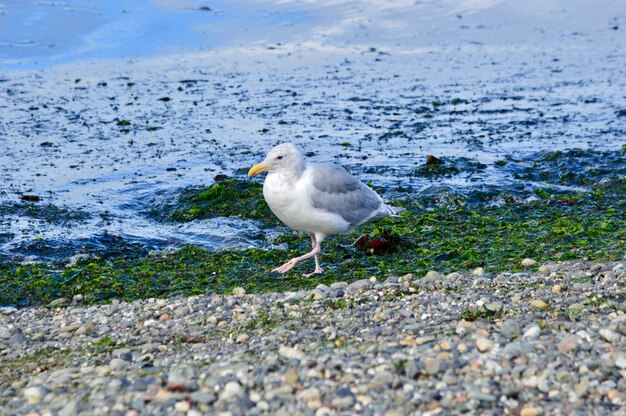 Seagull walking