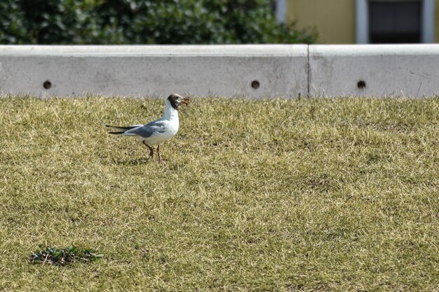 カモメは堤防に沿って歩きます