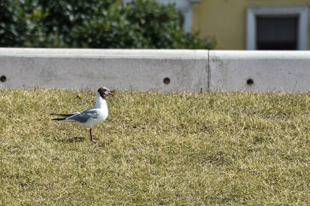 カモメは堤防に沿って歩きます