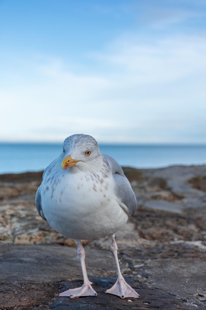 A seagull walks along a stone pier on the North Sea coast in the UK