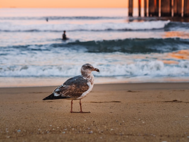 A seagull walks on the sand on a Los Angeles beach at dawn