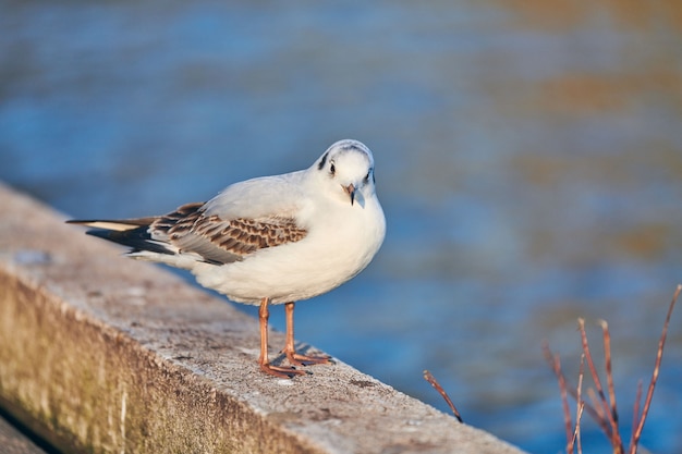 Seagull wandelen langs de kust naast zee op zonnige zomerdag. Close-up van meeuw op blauwe water achtergrond.