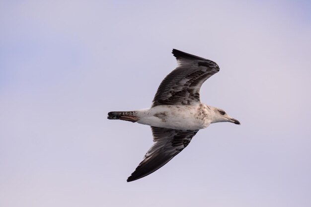 写真 セーグル 水鳥 動物