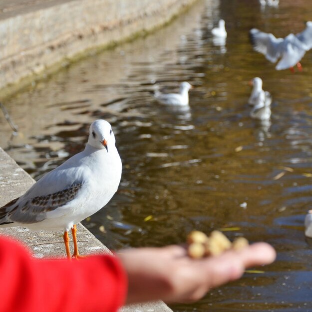 Photo seagull on water