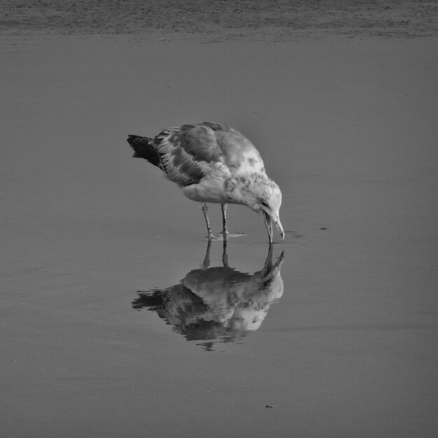 Photo seagull on wet beach