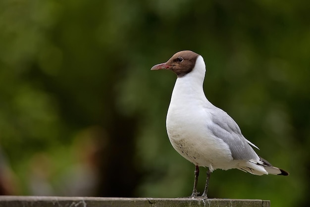 Seagull in the wild