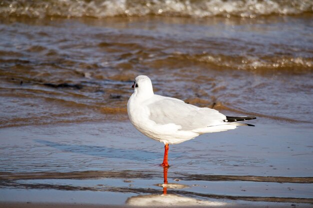 Photo a seagull with a black tail stands in the water.