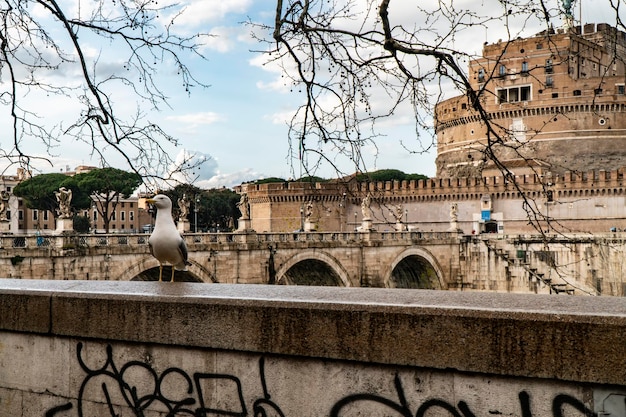 Photo seagull with castel sant angelo in rome in italy in the background under the famous monument the tiber river that runs through the italian capital