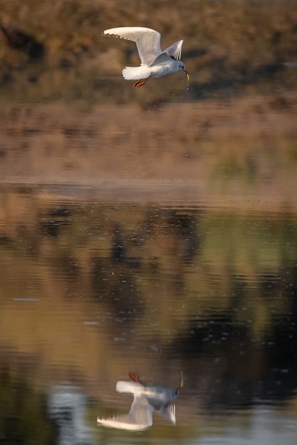 Photo seagull with caught fish in its beak.